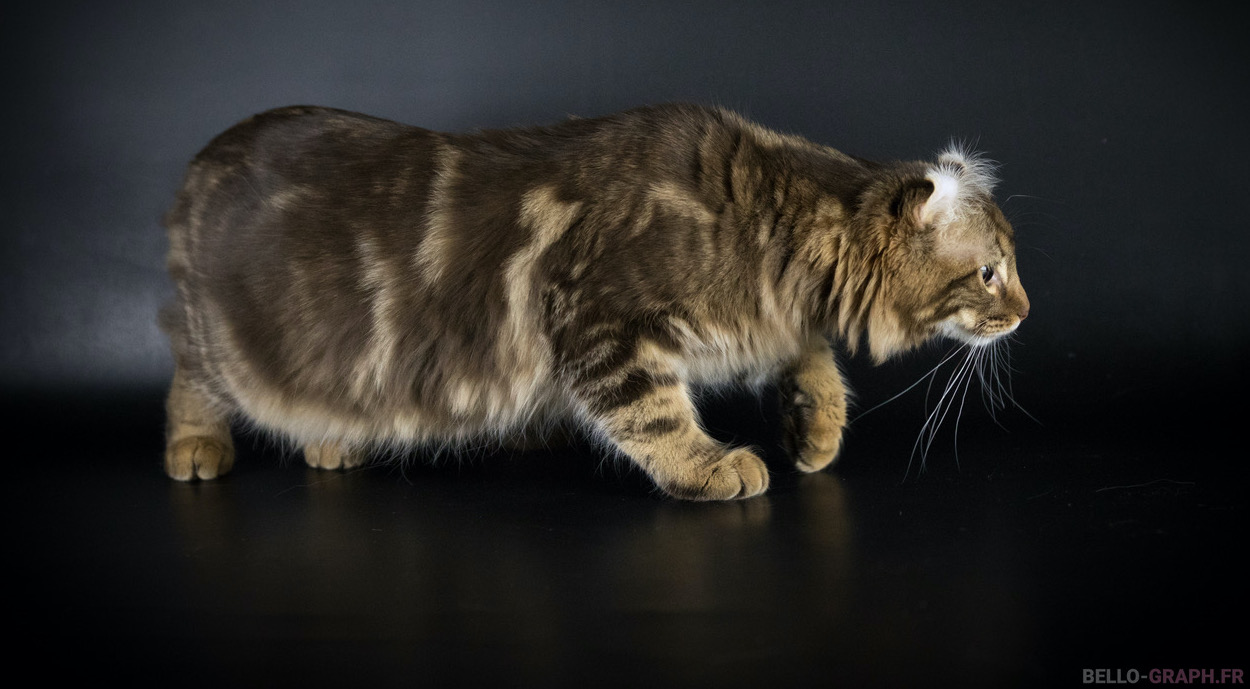 American Curl Longhair