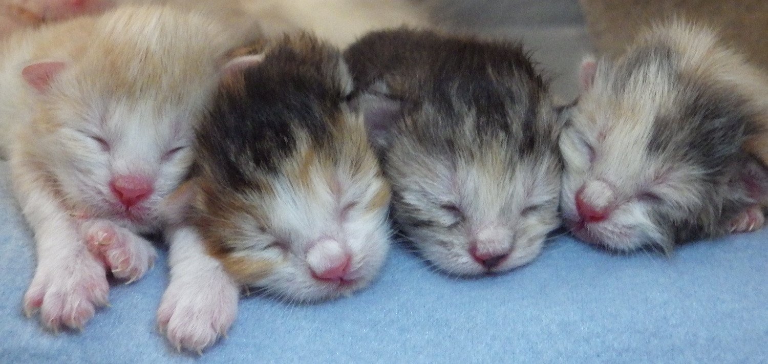 Kurilian Bobtail Longhair