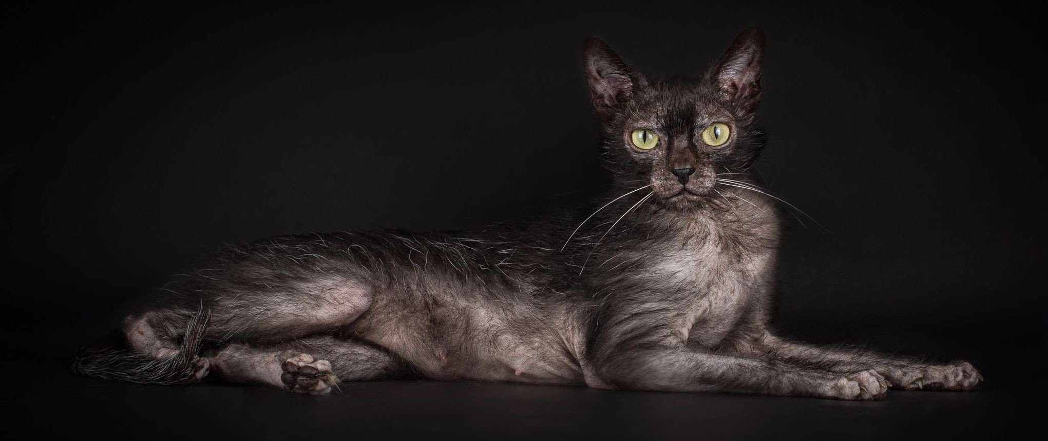 Lykoi