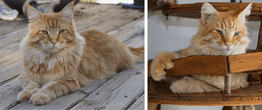 Maine coon polydactyle