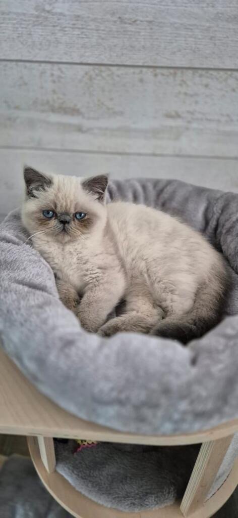 chaton Exotic Shorthair point For Good Time Vegvisir For Good Time Cattery blue point