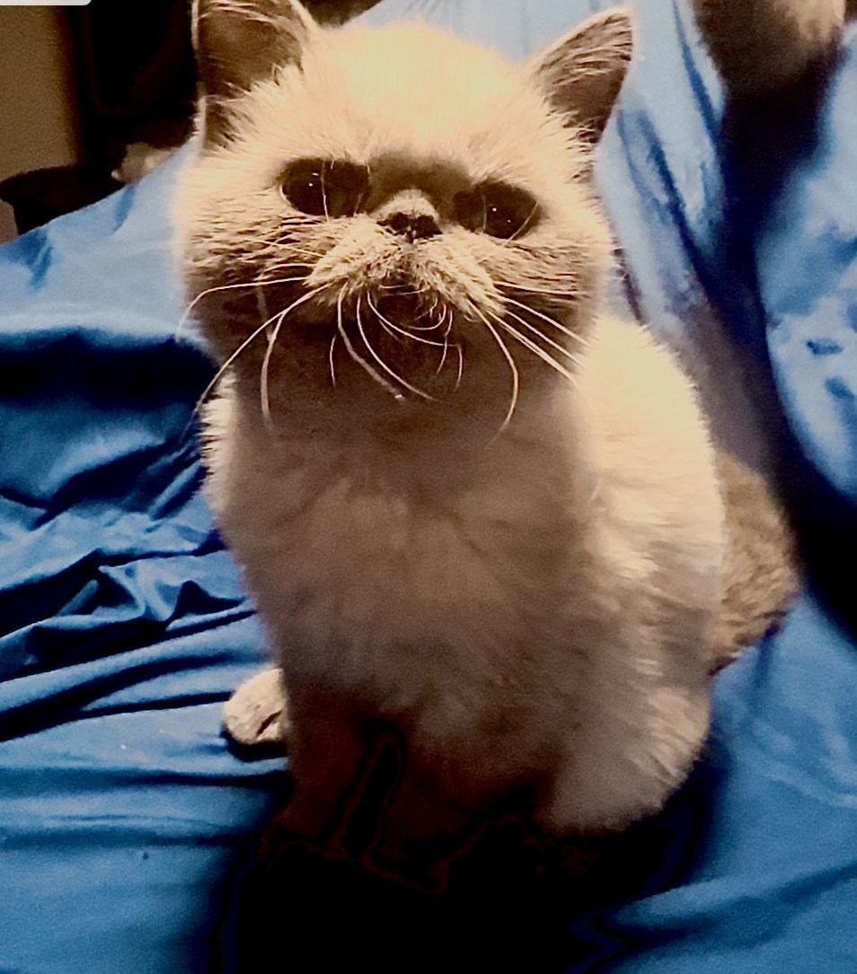 chaton Exotic Shorthair point For Good Time Vegvisir For Good Time Cattery blue point