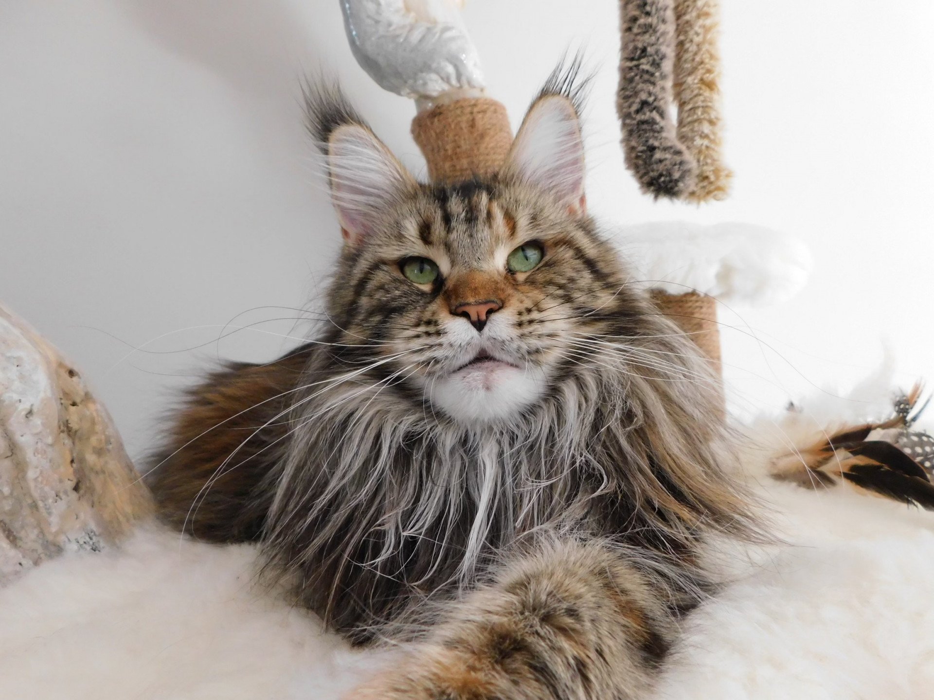 Big Giants Resort’s Yosie : chat Maine coon à adopter