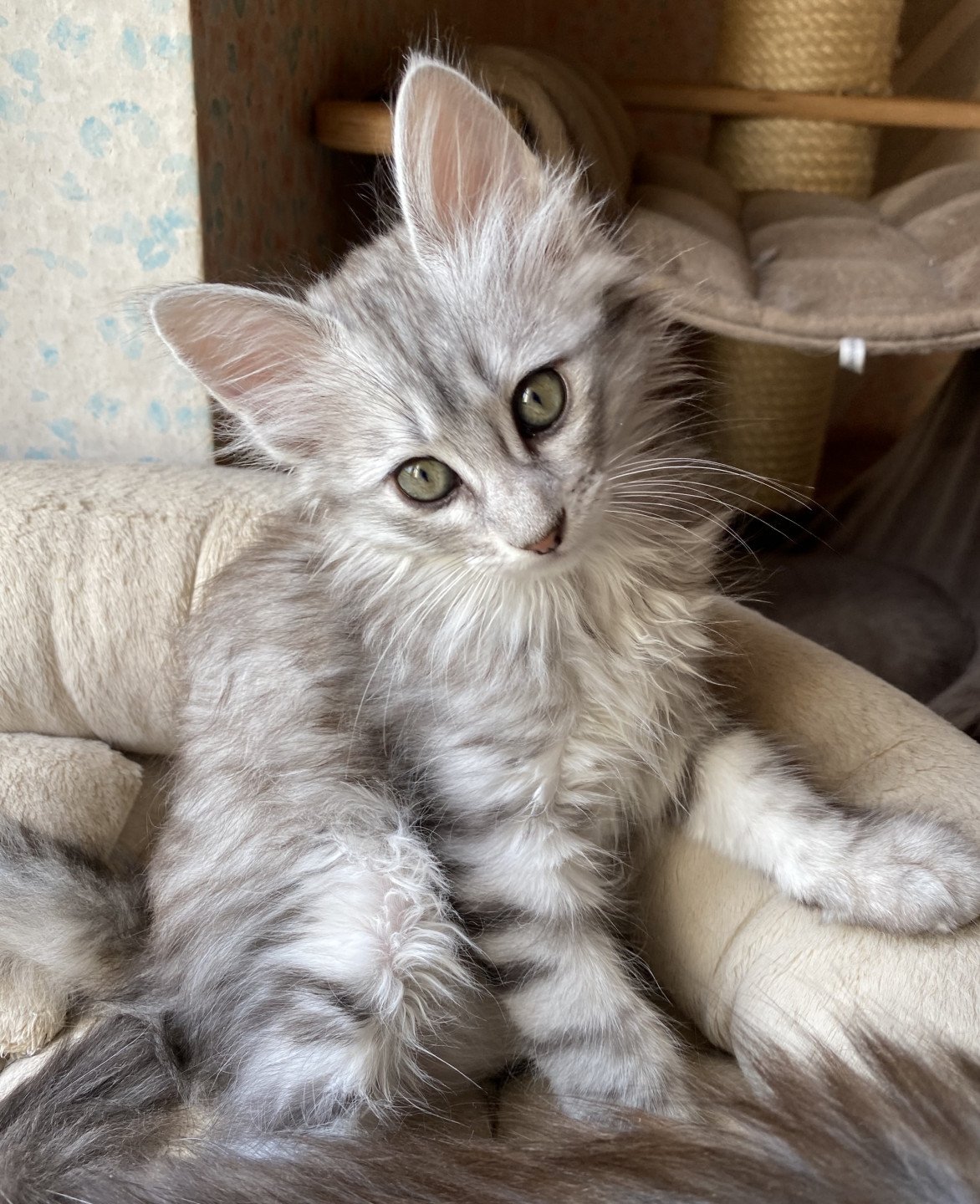 Metar Izdestilirati Mona Lisa Cat Angora Turk A Vendre A Dans Goldstandardsounds Com