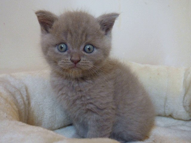 Pharaon Du Jardin De Lizie Chat British Shorthair A Vendre Pharaon Du Jardin De Lizie Chat British Shorthair A Vendre