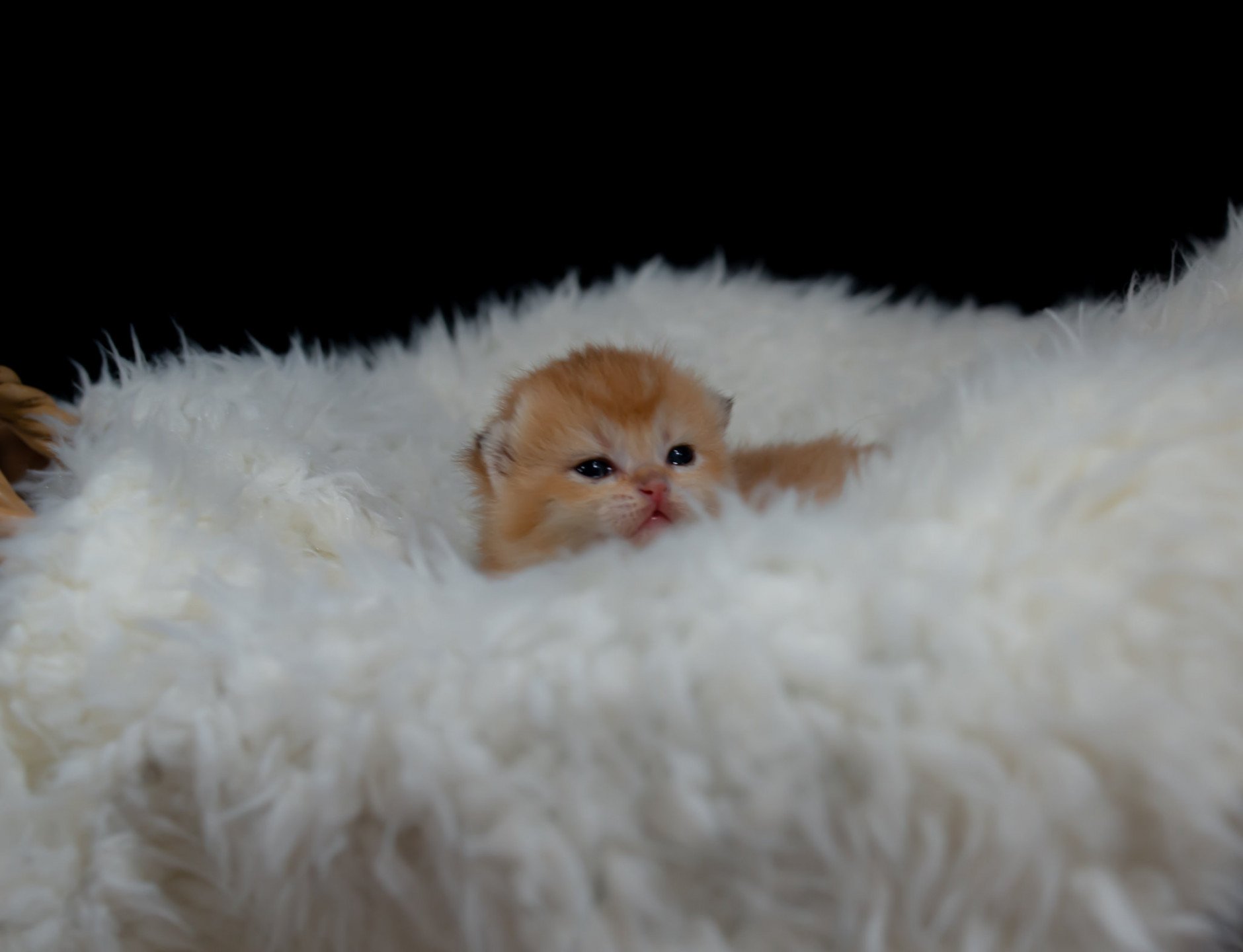 Triskel Ty An Targazh Chat Scottish Fold A Vendre