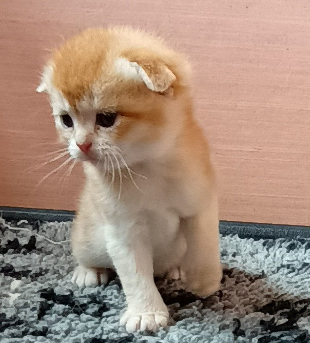 Triskel Ty An Targazh Chat Scottish Fold A Vendre