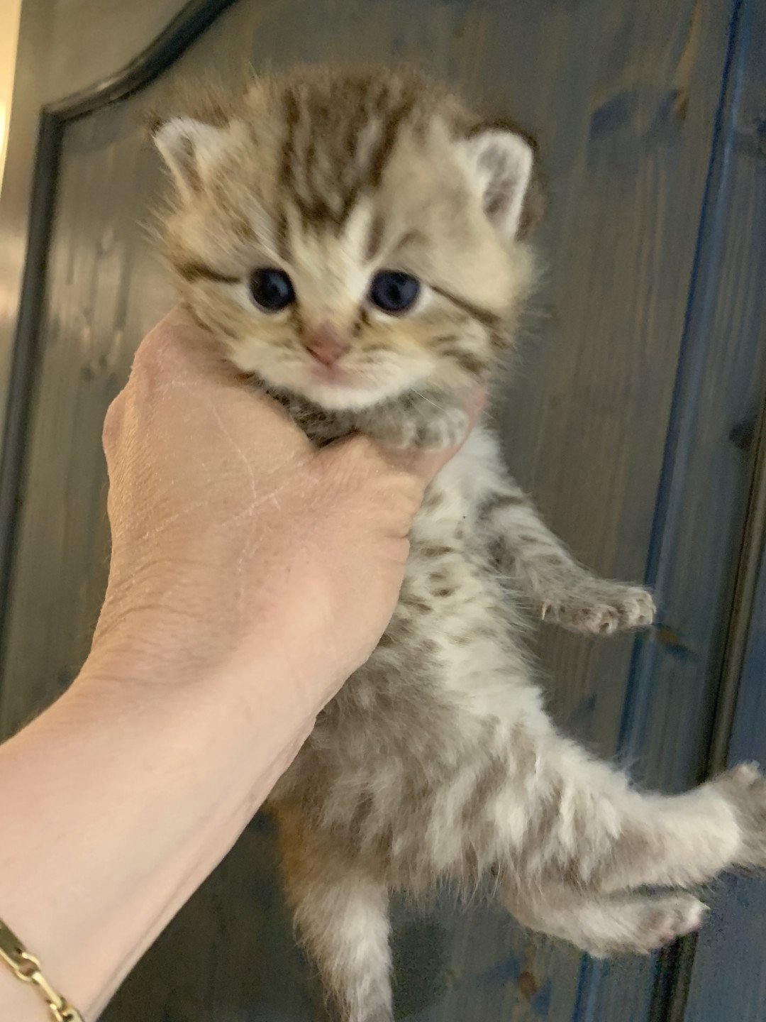T Samy Du Val Des Tresors Chat British Shorthair A Vendre