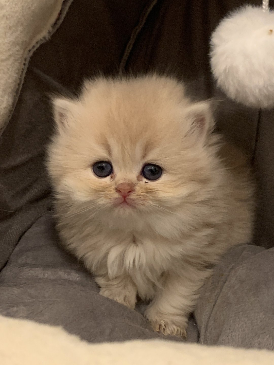 T Leloo Du Val Des Tresors Chat British Longhair A Vendre