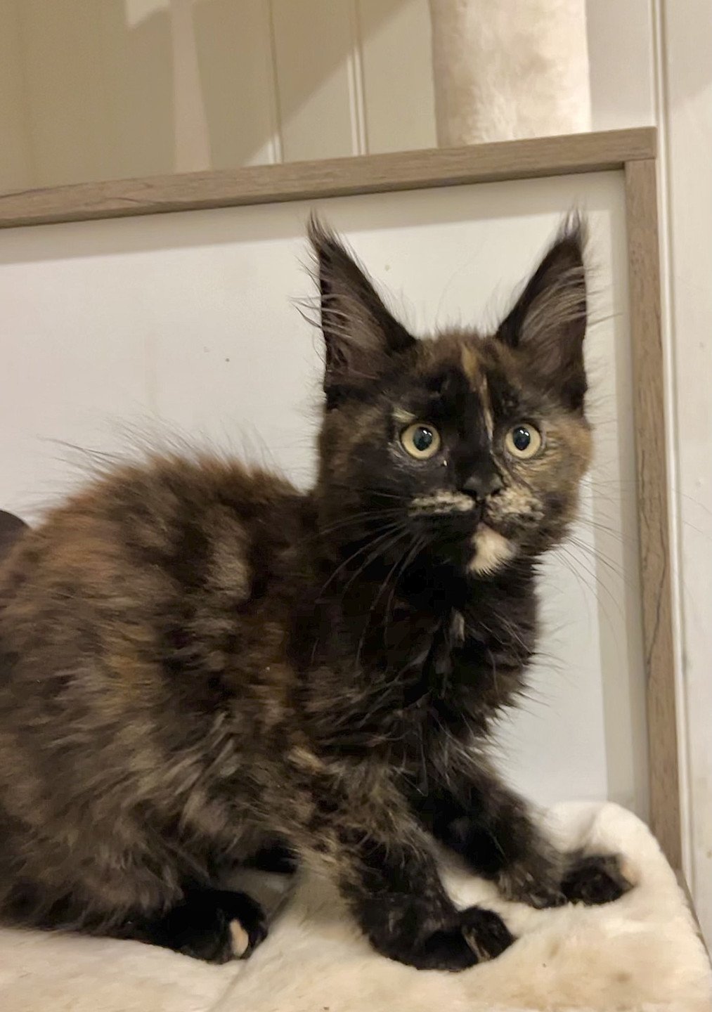 chaton Maine coon black tortie Amber Moon Chatterie Maceo’s Gône’s Maine Coons black tortie 