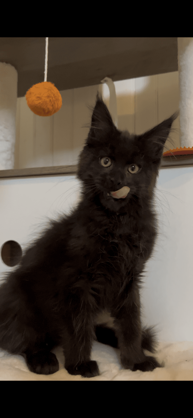chaton Maine coon black Zingaro Chatterie Maceo’s Gône’s Maine Coons black 
