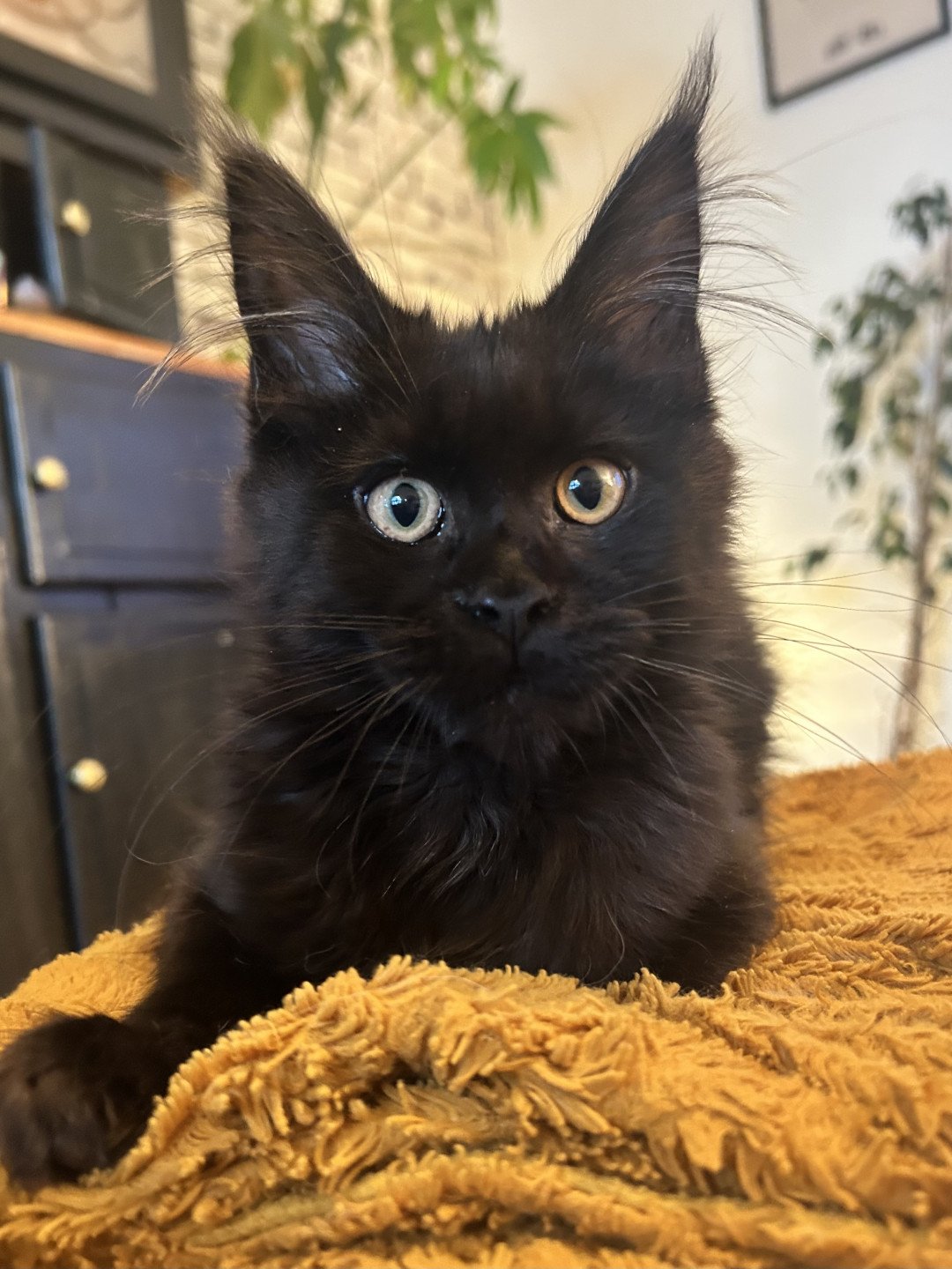 chaton Maine coon black Zingaro Chatterie Maceo’s Gône’s Maine Coons black 