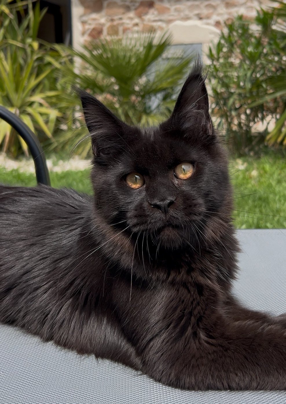 chaton Maine coon black Zingaro Chatterie Maceo’s Gône’s Maine Coons black 