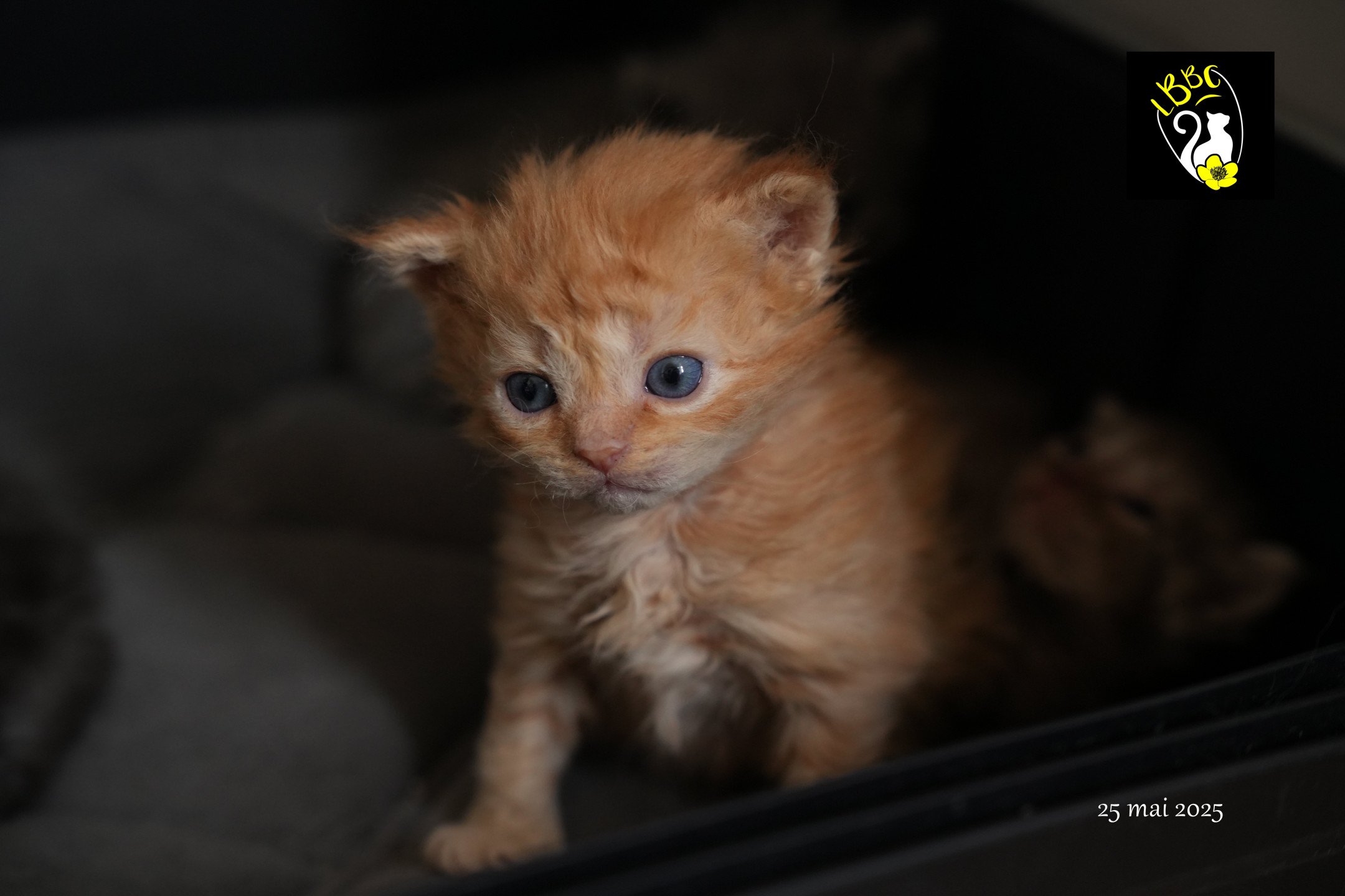 chaton Selkirk Rex Longhair red Chatterie du Bois des Calthas red 