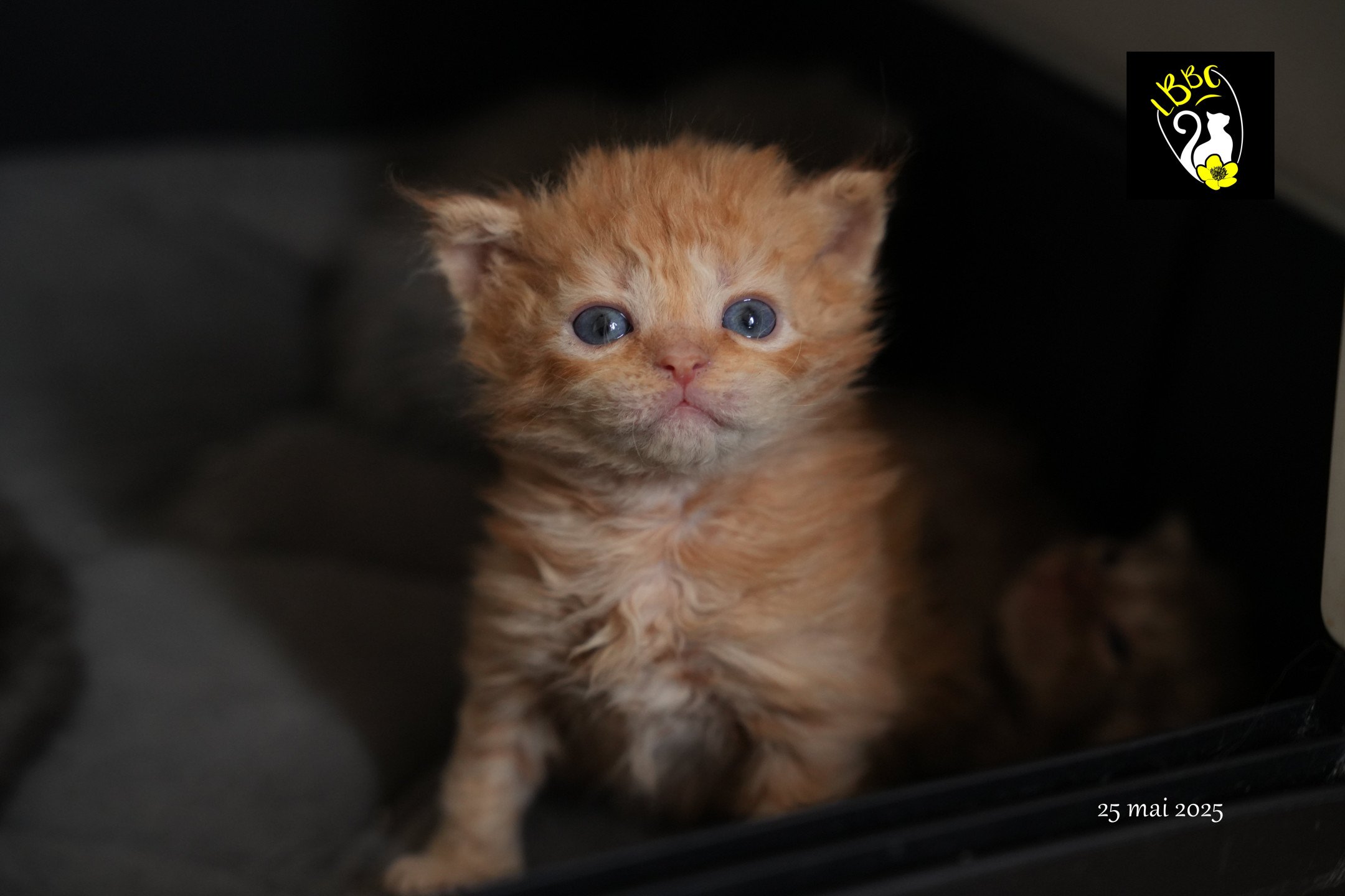 chaton Selkirk Rex Longhair red Chatterie du Bois des Calthas red 