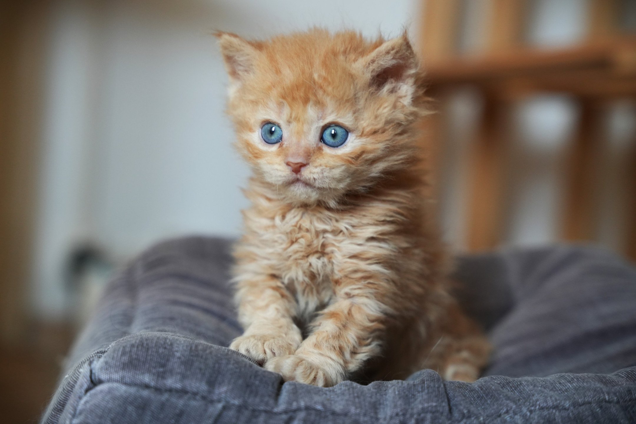 chaton Selkirk Rex Longhair red Chatterie du Bois des Calthas red 