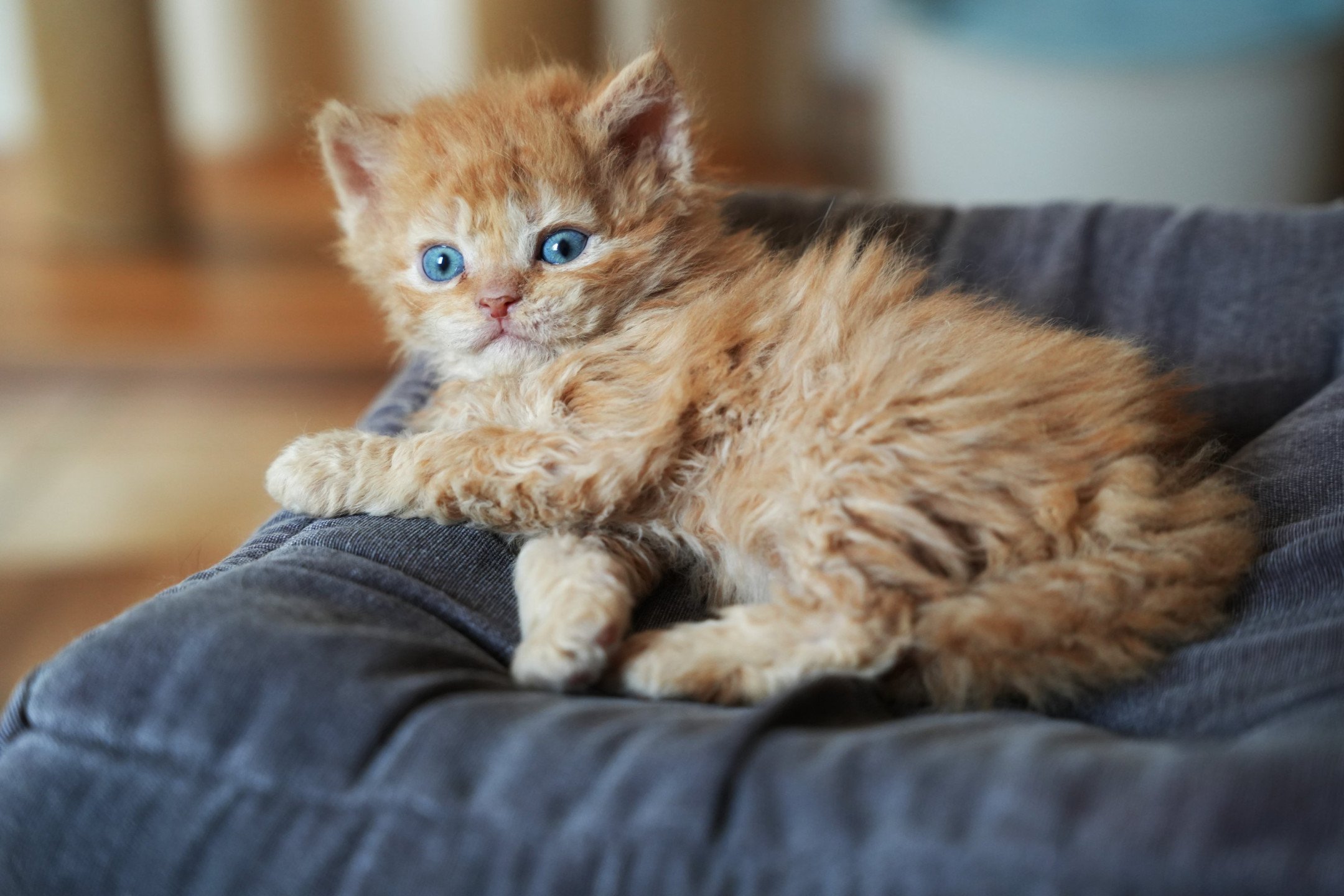 chaton Selkirk Rex Longhair red Chatterie du Bois des Calthas red 