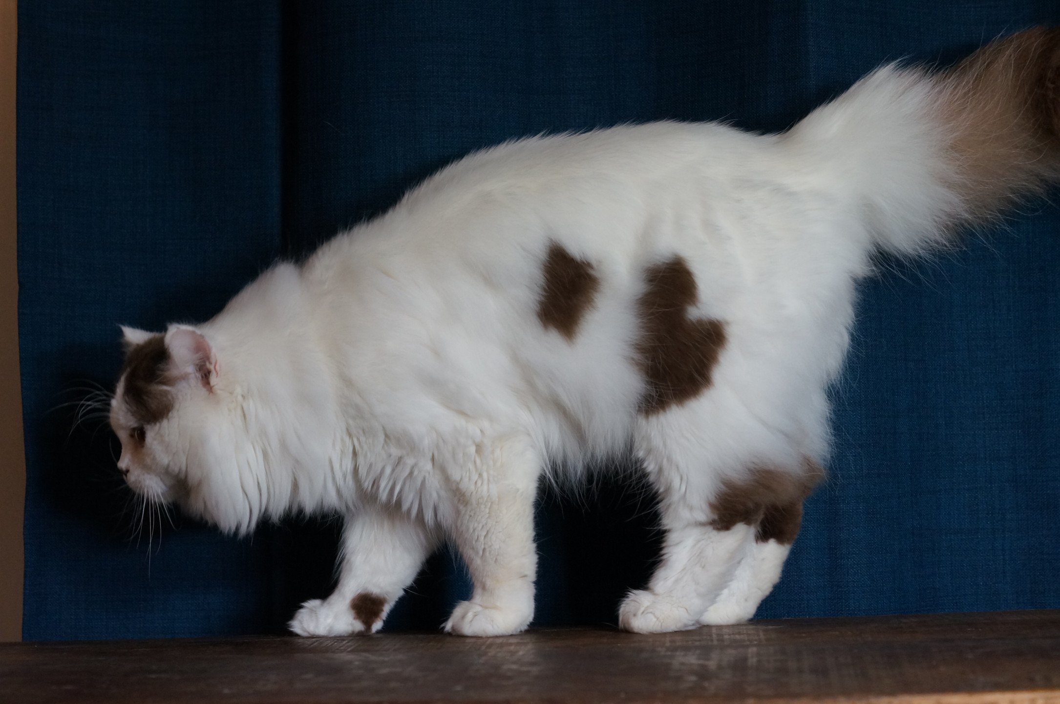 chat British Longhair chocolate & blanc arlequin COOKIE FELINE CHRISTI Chatterie du Bois des Calthas chocolate & blanc arlequin