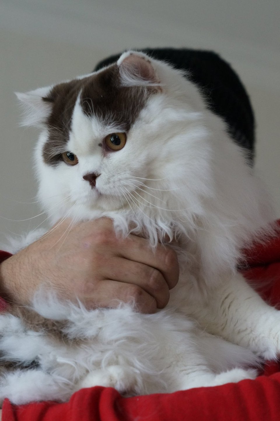 chat British Longhair chocolate & blanc arlequin COOKIE FELINE CHRISTI Chatterie du Bois des Calthas chocolate & blanc arlequin