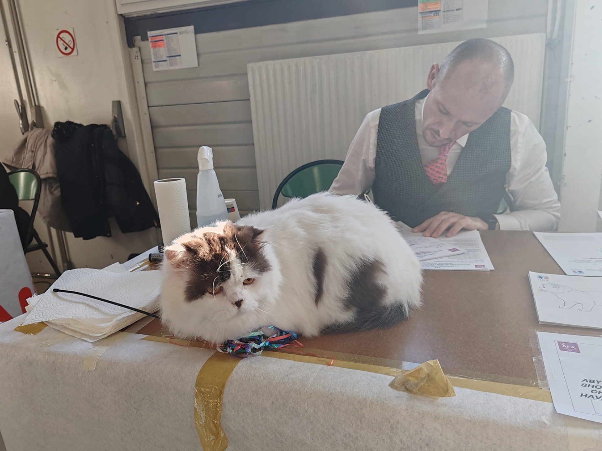 chat British Longhair chocolate & blanc arlequin COOKIE FELINE CHRISTI Chatterie du Bois des Calthas chocolate & blanc arlequin