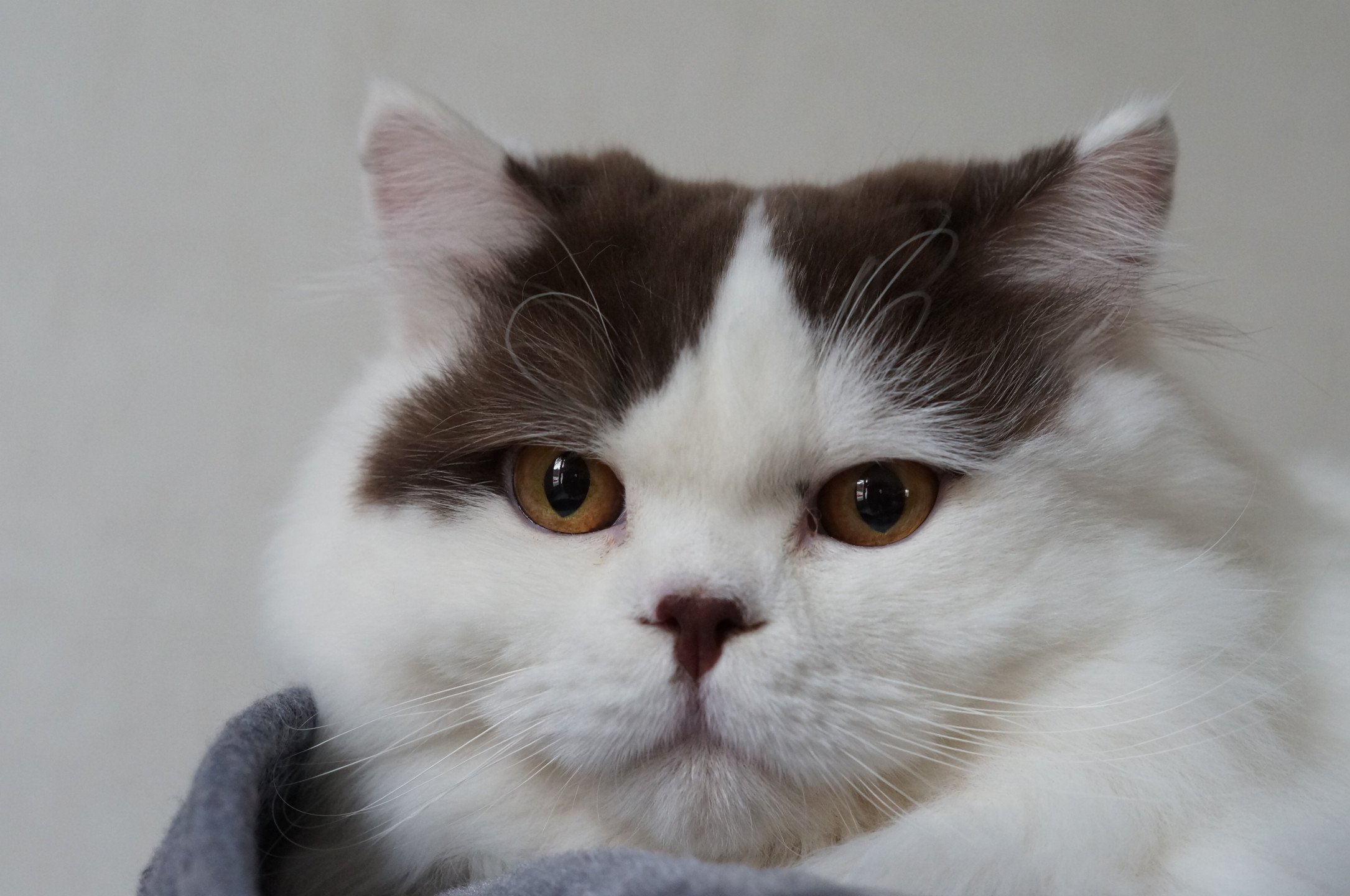 chat British Longhair chocolate & blanc arlequin COOKIE FELINE CHRISTI Chatterie du Bois des Calthas chocolate & blanc arlequin