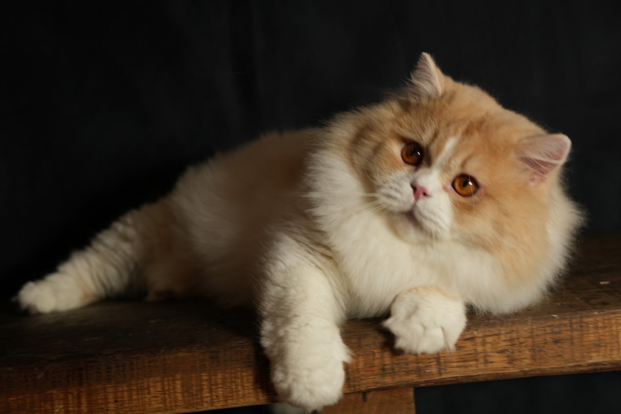 chat British Longhair red smoke & blanc van Up du bois des Calthas Chatterie du Bois des Calthas red smoke & blanc van
