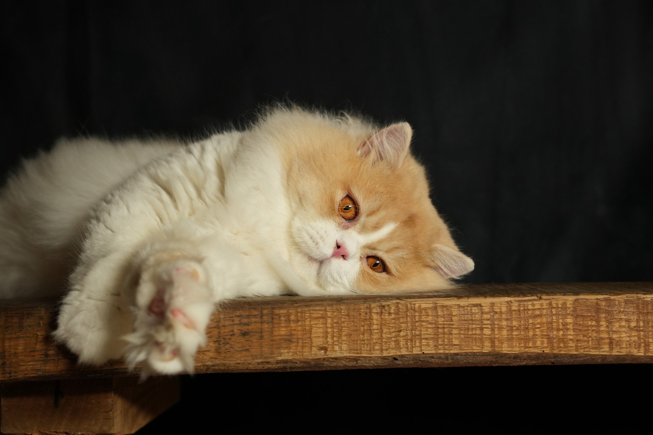 chat British Longhair red smoke & blanc van Up du bois des Calthas Chatterie du Bois des Calthas red smoke & blanc van
