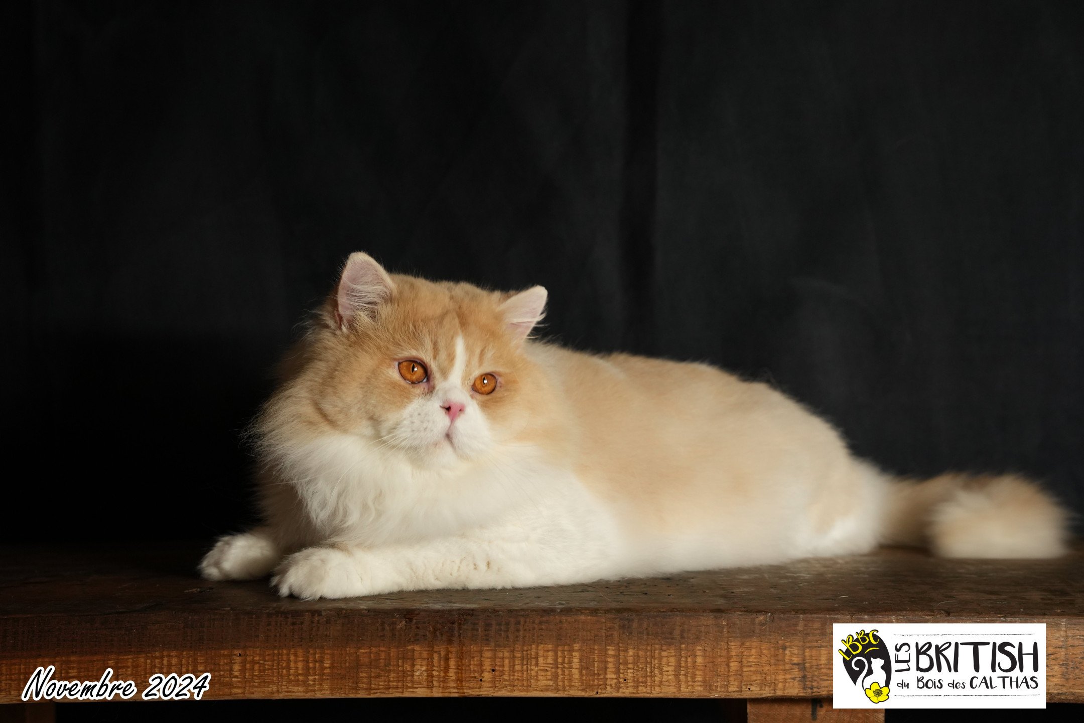 chat British Longhair red smoke & blanc van Up du bois des Calthas Chatterie du Bois des Calthas red smoke & blanc van
