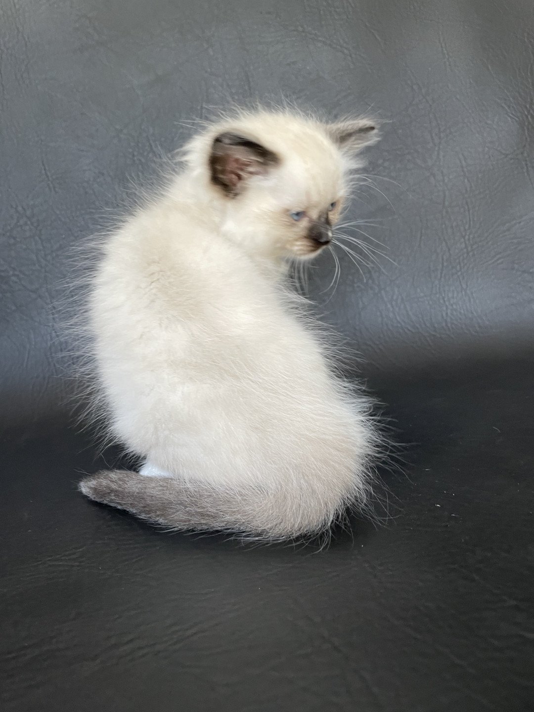 Orange De La Croisette chat Ragdoll à vendre