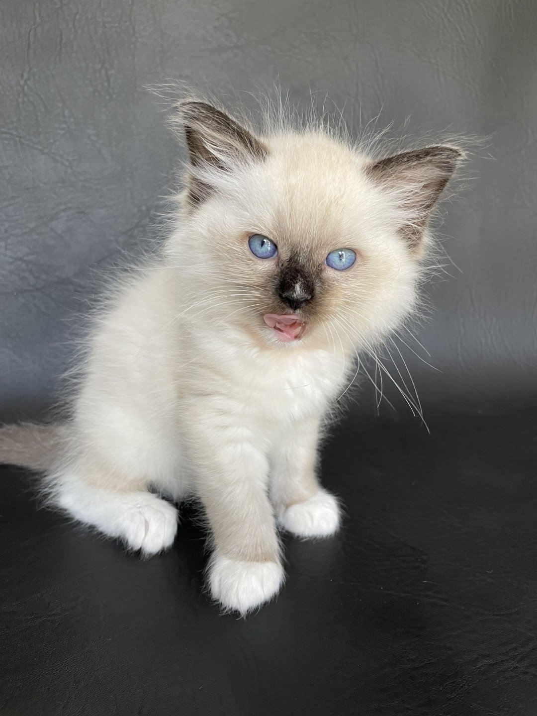 Orange De La Croisette chat Ragdoll à vendre