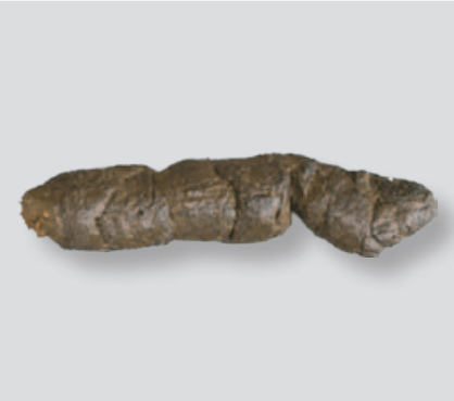 chat diarrhée croquettes