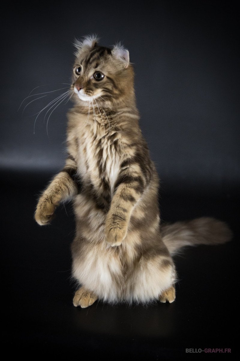 American Curl Longhair