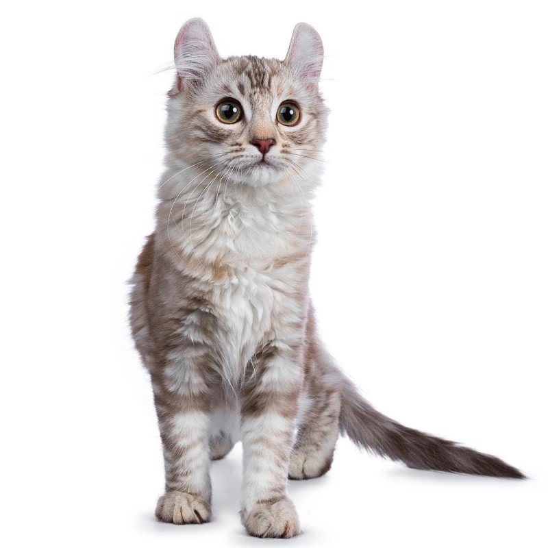 American Curl Shorthair