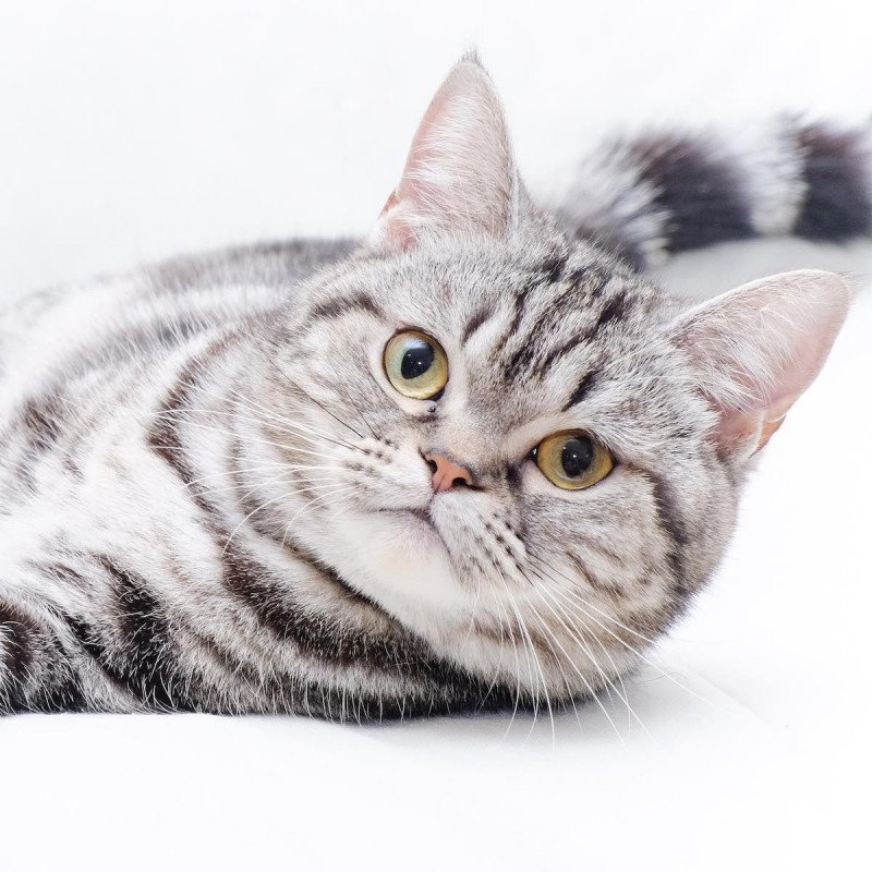 American Shorthair