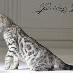 Bengal