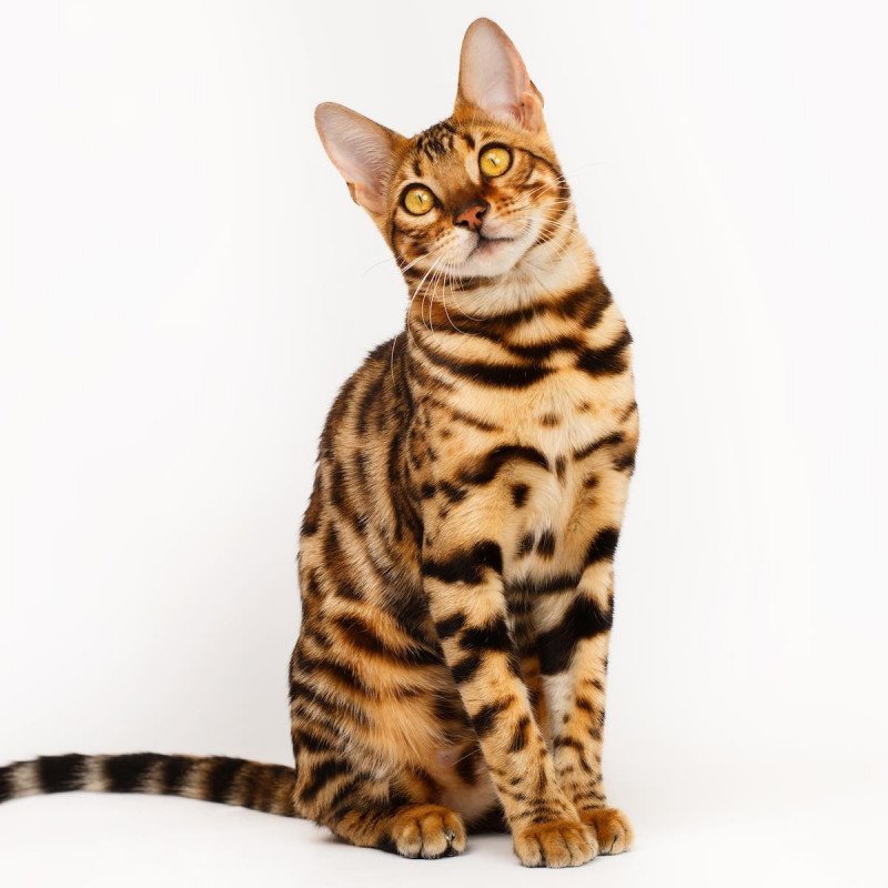 Chat du bengal prix