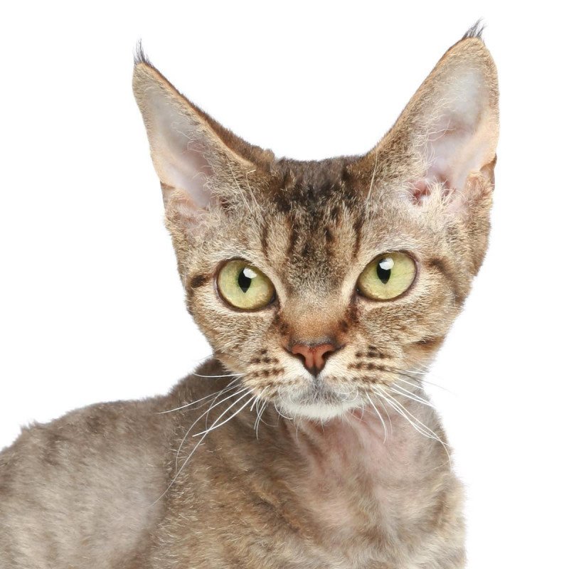 Devon Rex