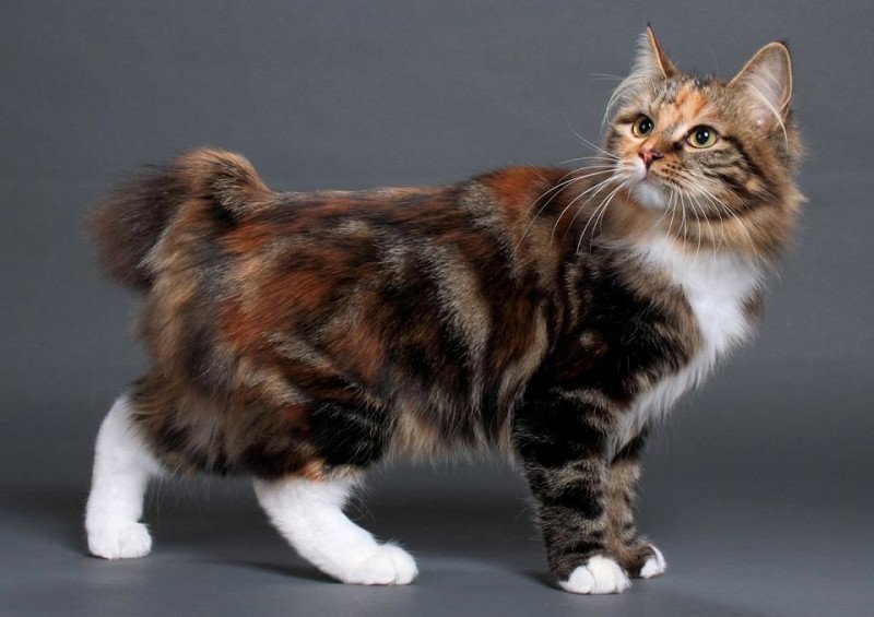 Kurilian Bobtail Longhair