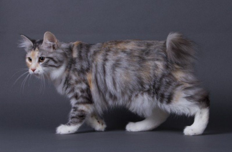 Kurilian Bobtail Longhair