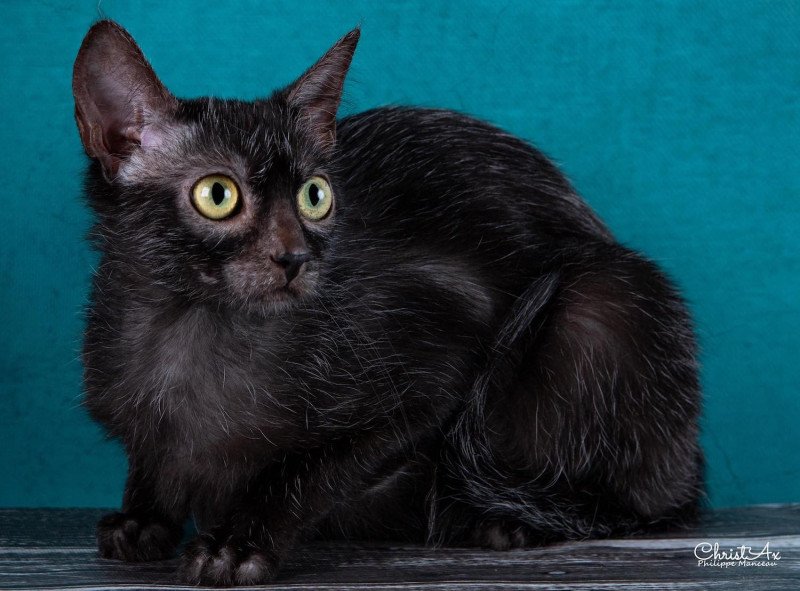 Lykoi