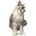 Maine coon polydactyle