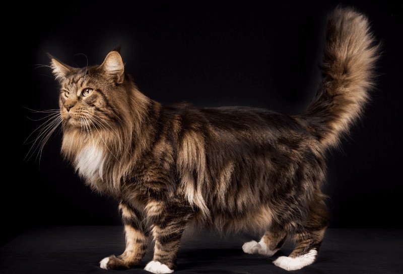 Maine coon polydactyle