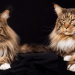 Maine coon polydactyle