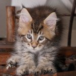 Maine coon polydactyle