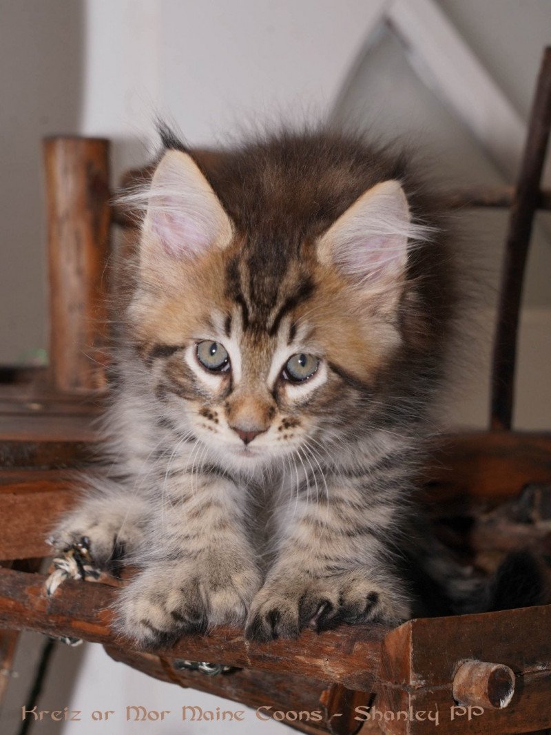 Maine coon polydactyle