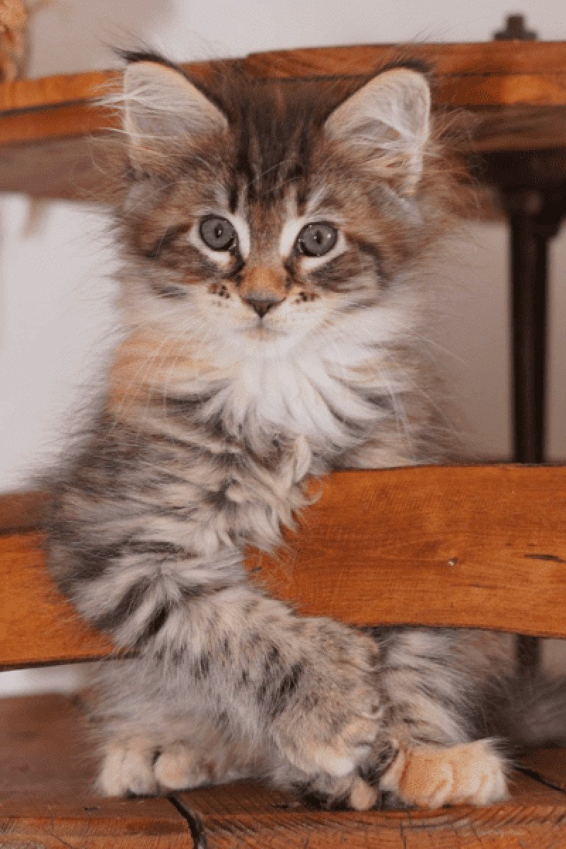 Maine coon polydactyle