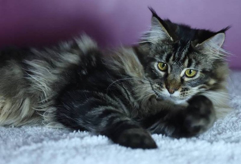 Maine coon