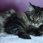 Maine coon