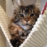 Maine coon