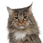 Maine coon